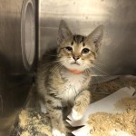 Animals Available At Cmpd Animal Services Hulk Id#a1170192
