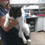 Animals Available At Cmpd Animal Services Jerry Id#a1170249