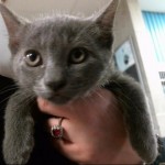 Animals Available At Cmpd Animal Services Josh Id#a1168563
