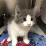 Animals Available At Cmpd Animal Services Jupiter Id#a1170418