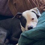 Animals Available At Cmpd Animal Services Jay