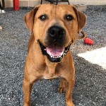 Animals Available At Cmpd Animal Services Juliet