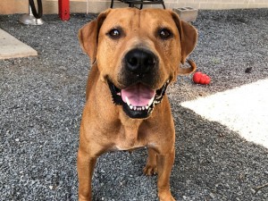 Animals Available At Cmpd Animal Services Juliet