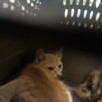 Animals Available At Cmpd Animal Services Lafayette Id#a1170605