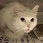 Animals Available At Cmpd Animal Services Layla Id#a5166893