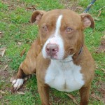 Animals Available At Cmpd Animal Services Lando