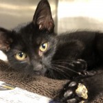 Animals Available At Cmpd Animal Services Mystic Id#a1170495