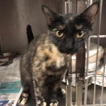 Animals Available At Cmpd Animal Services Octavia Id#a1168360