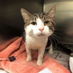 Animals Available At Cmpd Animal Services Otis Id#a1169981