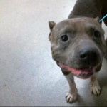 Animals Available At Cmpd Animal Services Paco Id#a1170844