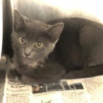 Animals Available At Cmpd Animal Services Paisley Id#a1170063