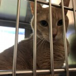 Animals Available At Cmpd Animal Services Ricco Id#a1169428