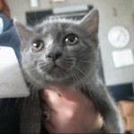 Animals Available At Cmpd Animal Services Sasha Id#a1168564