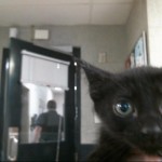Animals Available At Cmpd Animal Services Shadow Id#a1169363