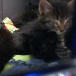 Animals Available At Cmpd Animal Services Sissy Id#a1169507