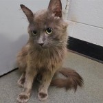 Animals Available At Cmpd Animal Services Smoke Id#a1169075