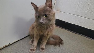Animals Available At Cmpd Animal Services Smoke Id#a1169075