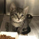 Animals Available At Cmpd Animal Services Thomas Id#a1170417