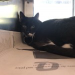 Animals Available At Cmpd Animal Services Trooper Id#a1169269