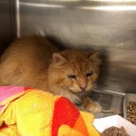 Animals Available At Cmpd Animal Services This Cat Id#a1165979