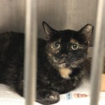 Animals Available At Cmpd Animal Services This Cat Id#a1167406