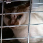 Animals Available At Cmpd Animal Services This Cat Id#a1170311