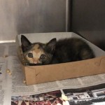 Animals Available At Cmpd Animal Services This Cat Id#a1170439