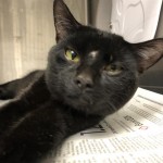 Animals Available At Cmpd Animal Services This Cat Id#a1170472