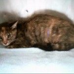 Animals Available At Cmpd Animal Services This Cat Id#a1170477