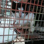 Animals Available At Cmpd Animal Services This Cat Id#a1170559