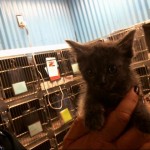 Animals Available At Cmpd Animal Services This Cat Id#a1170667