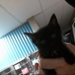 Animals Available At Cmpd Animal Services This Cat Id#a1170668