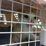 Animals Available At Cmpd Animal Services This Cat Id#a1170673