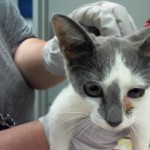 Animals Available At Cmpd Animal Services This Cat Id#a1170675