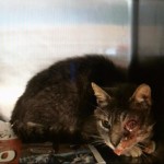 Animals Available At Cmpd Animal Services This Cat Id#a1170682