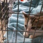 Animals Available At Cmpd Animal Services This Cat Id#a1170787