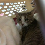 Animals Available At Cmpd Animal Services This Cat Id#a1170791