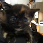 Animals Available At Cmpd Animal Services This Cat Id#a1170811