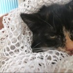 Animals Available At Cmpd Animal Services This Cat Id#a1170816