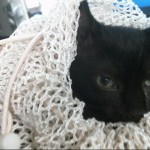 Animals Available At Cmpd Animal Services This Cat Id#a1170817