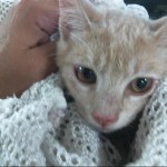 Animals Available At Cmpd Animal Services This Cat Id#a1170818