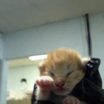 Animals Available At Cmpd Animal Services This Cat Id#a1170836