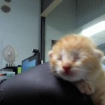 Animals Available At Cmpd Animal Services This Cat Id#a1170837