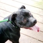 Animals Available At Cmpd Animal Services This Dog Id#a1170554
