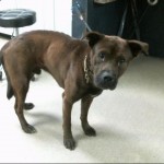 Animals Available At Cmpd Animal Services This Dog Id#a1170653
