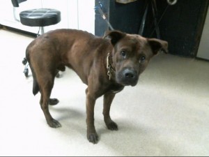 Animals Available At Cmpd Animal Services This Dog Id#a1170653