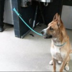 Animals Available At Cmpd Animal Services This Dog Id#a1170716