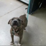 Animals Available At Cmpd Animal Services This Dog Id#a1170792