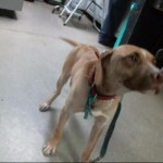 Animals Available At Cmpd Animal Services This Dog Id#a1170806