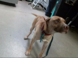 Animals Available At Cmpd Animal Services This Dog Id#a1170806